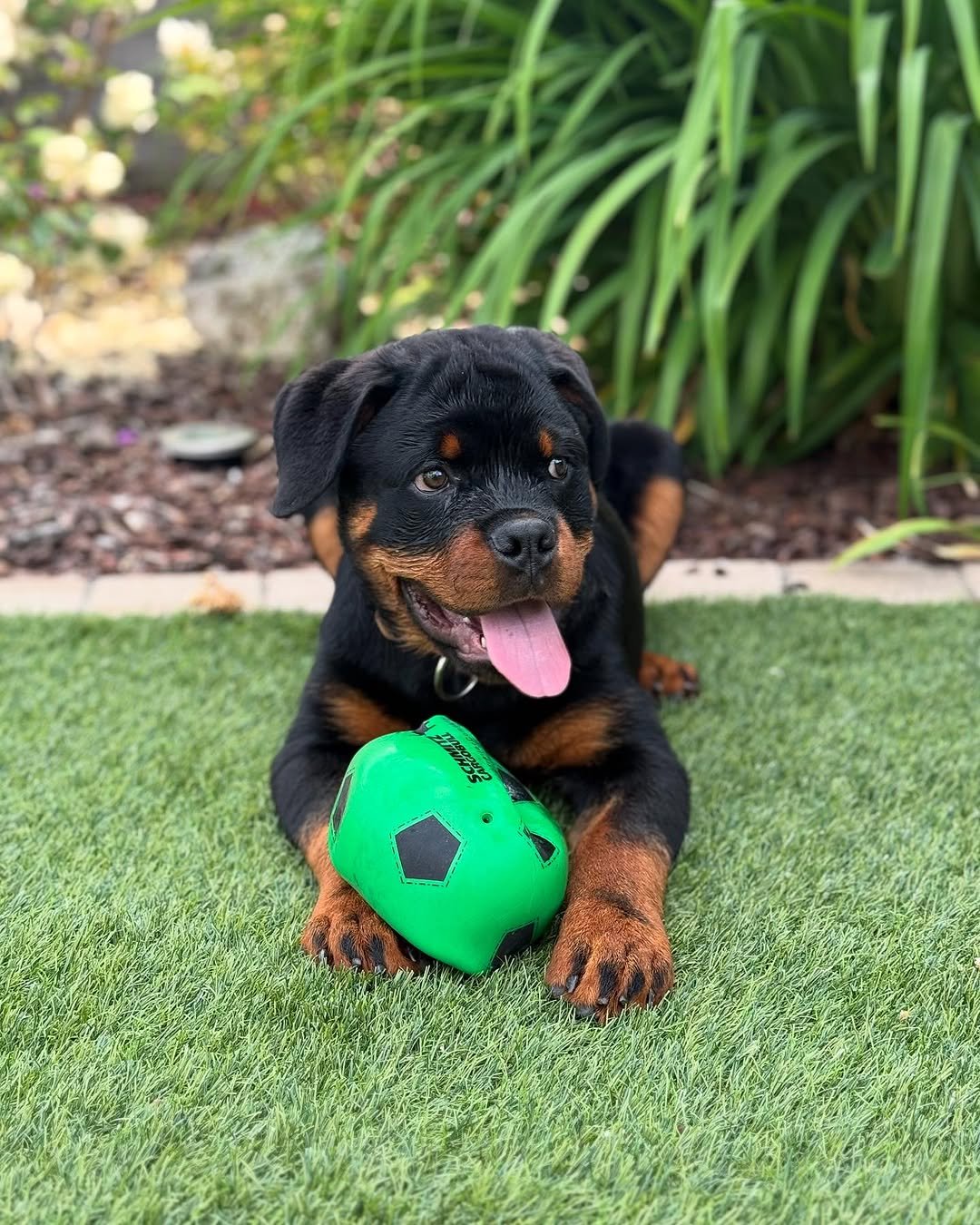  2 Bollo male puppy For Sale 