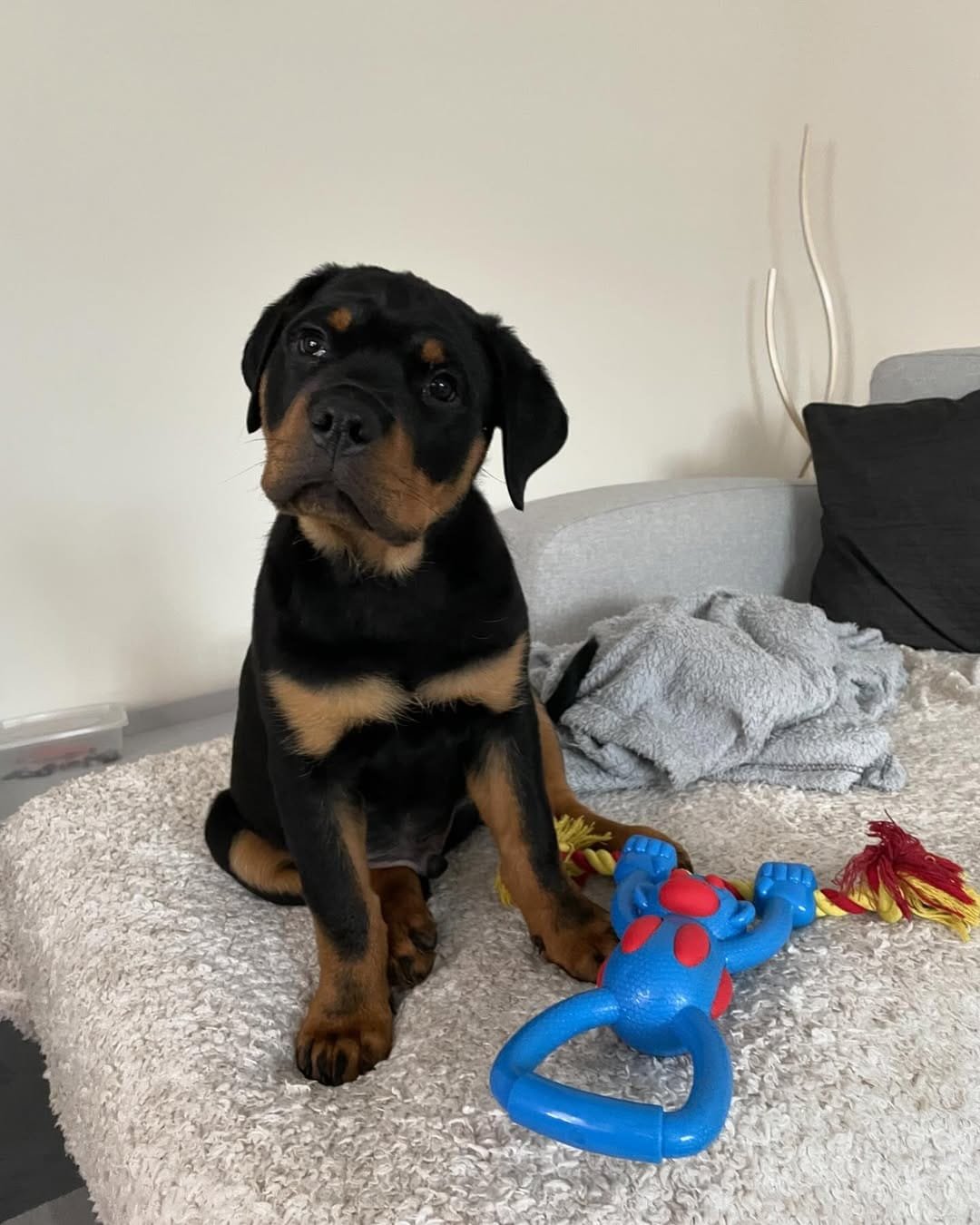  4 Mando male puppy For Sale 